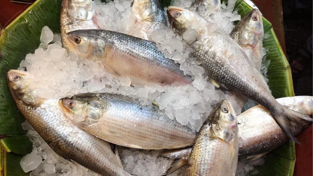 সরকারি নিষেধাজ্ঞা শেষে আজ থেকে বাজারে আবারও মিলবে ইলিশ